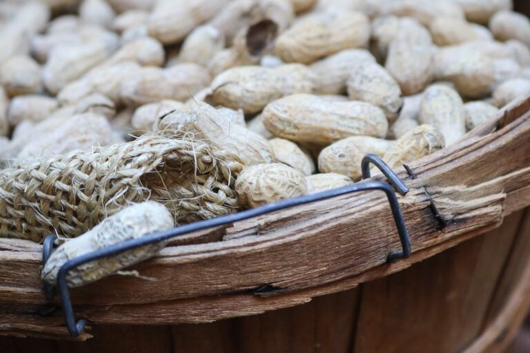 سعر السبال المملح في الامارات وما اسم السبال المملح بالإماراتي