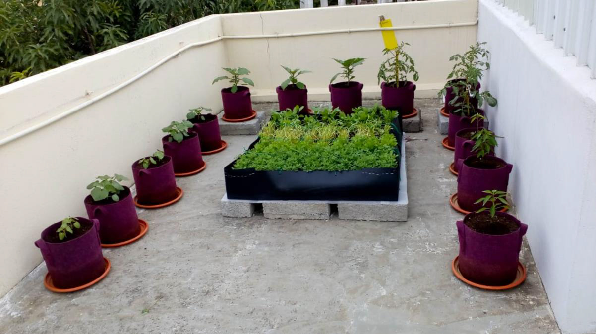 زراعة النبات داخل المنزل أو فوق السطح