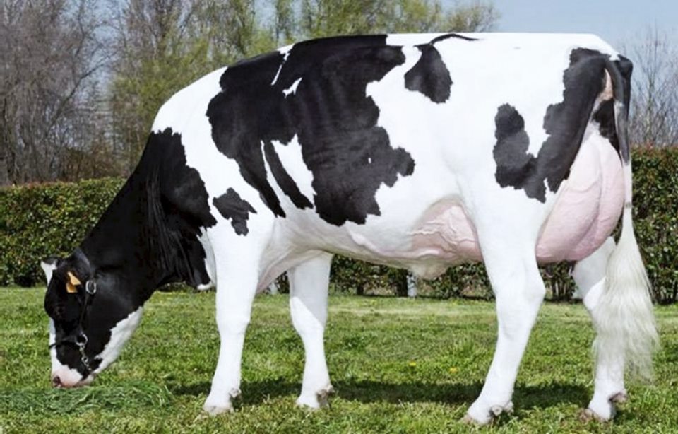أنواع أمراض الأبقار الفيروسية