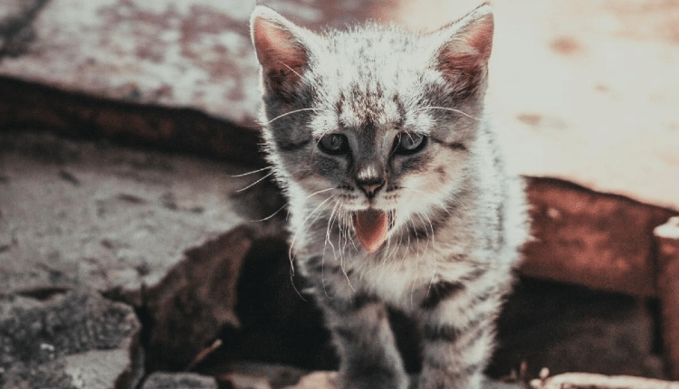 أعراض الجفاف عند القطط