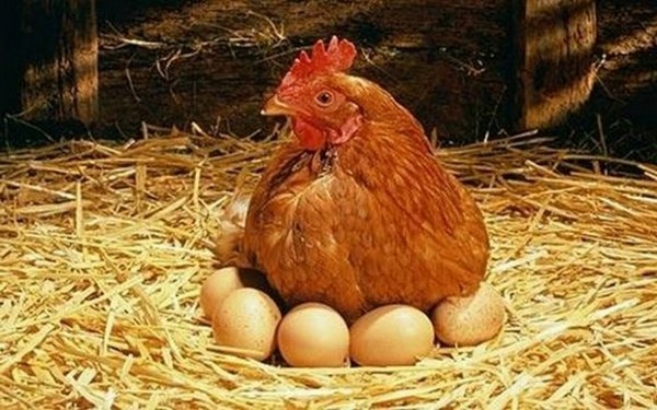  الدجاج البياض كم بيضة باليوم