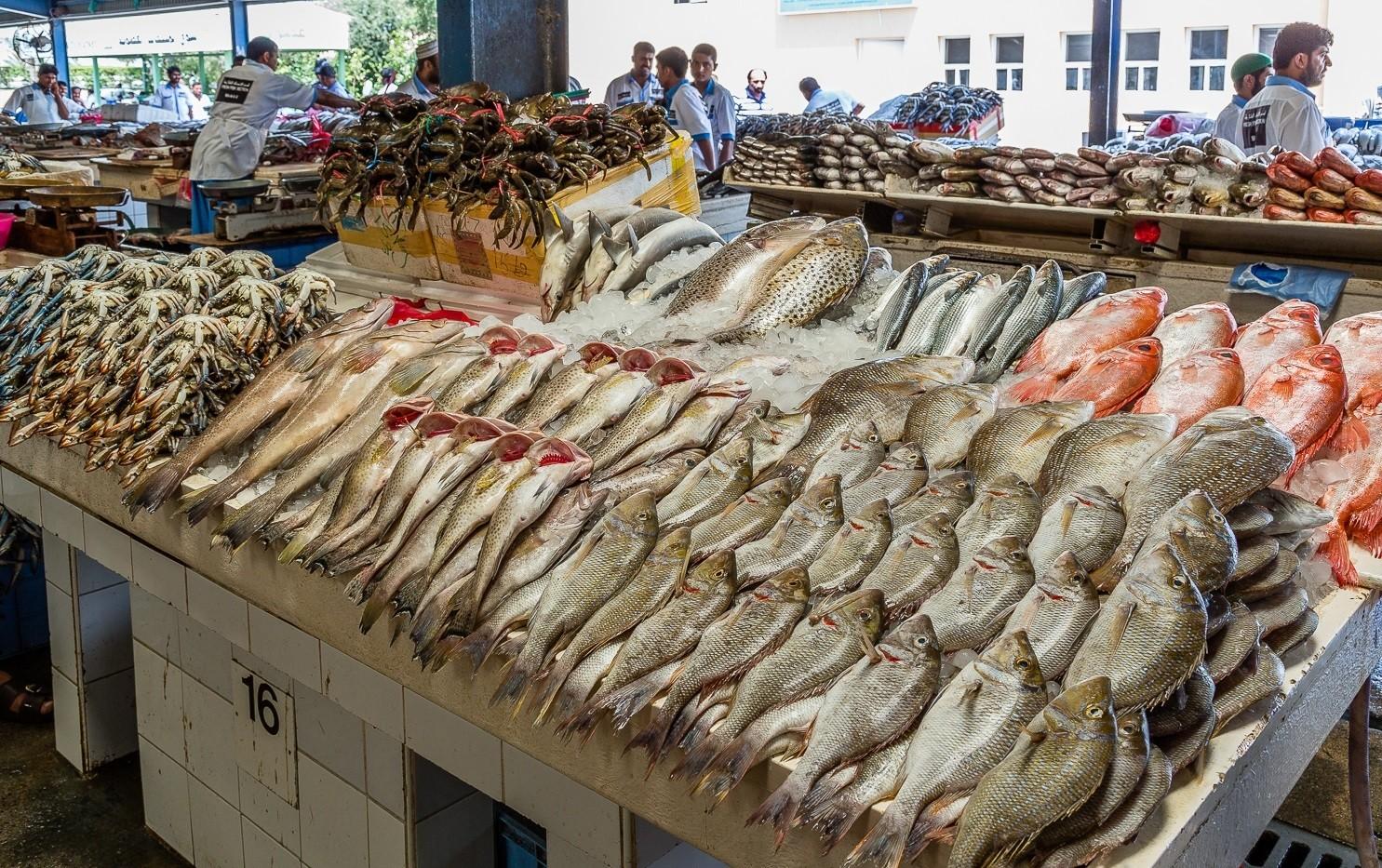 السمك بديلاً عن اللحوم .. انخفاض أسعار السمك في سورية اليوم