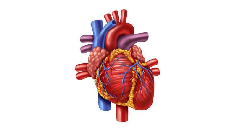 الشريان التاجي ومدى تأثير انسداده على عضلة القلب 