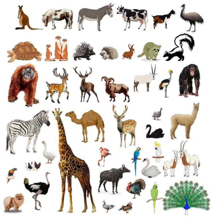 الغابة الصغيرة Little jungle في الكويت 2022 أسعار التذاكر وأوقات العمل فيها