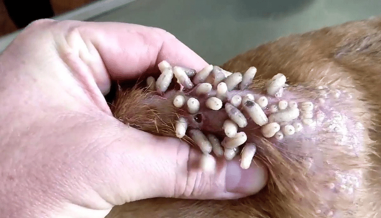 داء الدودة الحلزونية عند الكلاب
