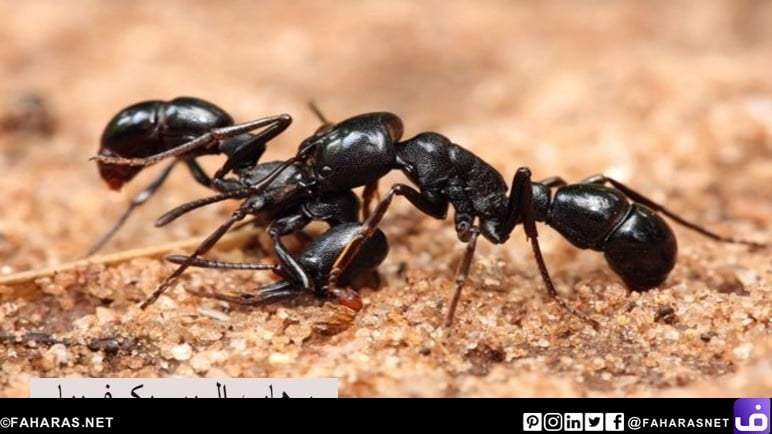  رهاب الميرميكوفوبيا - فوبيا النمل - رهاب النمل