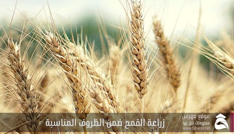 وقت زراعة القمح