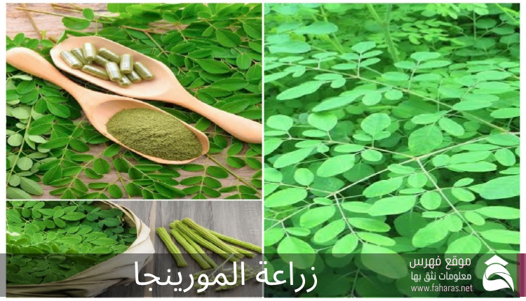 زراعة المورينجا