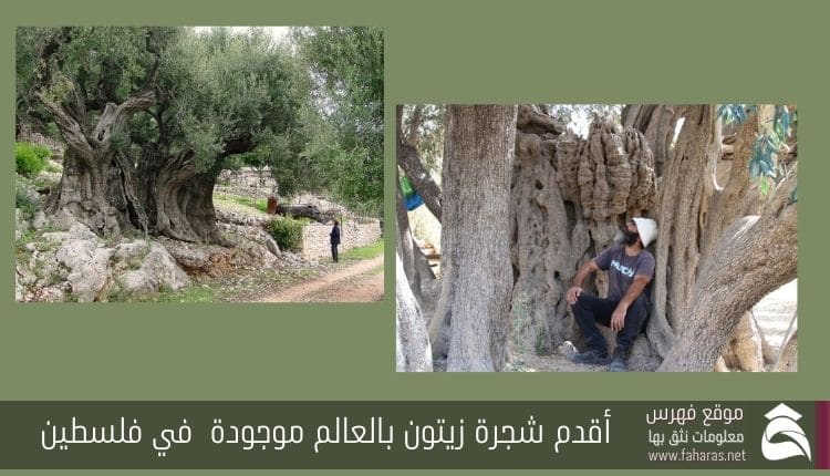 أقدم الأشجار في فلسطين