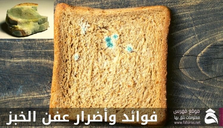 فوائد وأضرار عفن الخبز