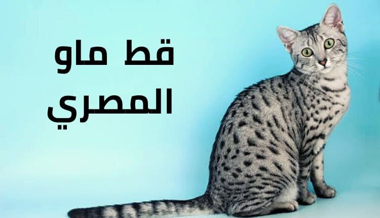 مميزات قط ماو المصري أسرع القطط المنزلية