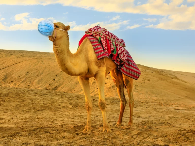 ما هي إنفلونزا الإبل؟ وما درجة خطورتها؟ بعد تسجيل أكثر من 3 إصابات في كأس العالم