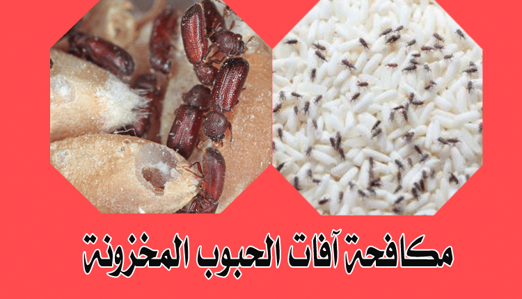 مكافحة آفات الحبوب المخزونة